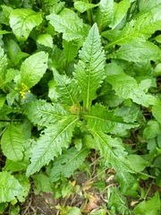 Rorippa amphibia