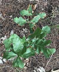 Quercus sinuata breviloba