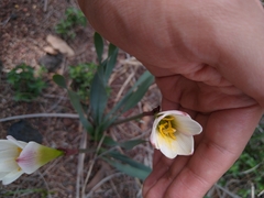 Zephyranthes alba