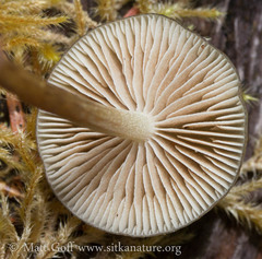 Phaeonematoloma myosotis