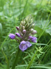 Dactylorhiza majalis baltica