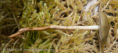Phaeonematoloma myosotis