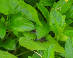 Eutropis multifasciata