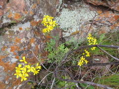 Cineraria lyratiformis