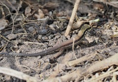 Ameiva