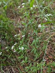 Galium obtusum