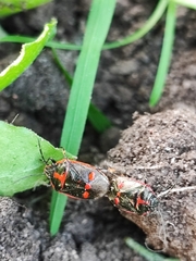 Eurydema oleracea