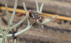 Aphoebantus interruptus