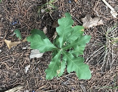 Quercus sinuata breviloba