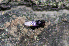 Berkshiria hungarica