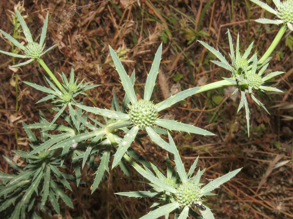 Eryngium tricuspidatum