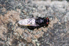 Berkshiria hungarica