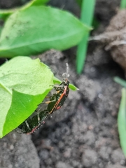 Eurydema oleracea