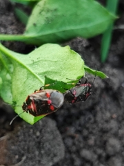 Eurydema oleracea