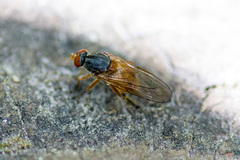 Brachyopa pilosa