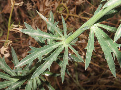 Eryngium tricuspidatum