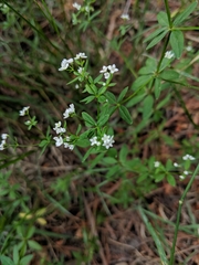 Galium obtusum