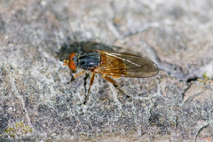Brachyopa pilosa