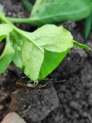Eurydema oleracea