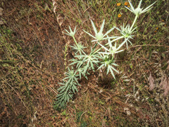 Eryngium tricuspidatum