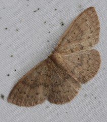 Cyclophora obstataria