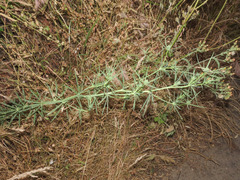Eryngium tricuspidatum