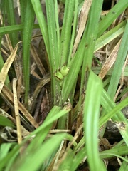 Carex timida