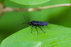 Phymatocera