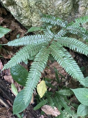 Adiantum pulverulentum