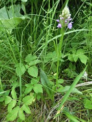 Dactylorhiza majalis baltica
