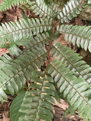Adiantum pulverulentum