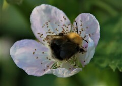 Bombus hypnorum