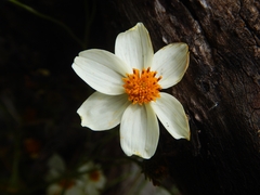 Bidens