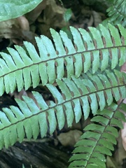 Adiantum pulverulentum