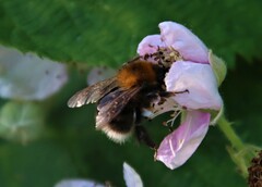 Bombus hypnorum