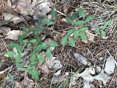 Lespedeza texana