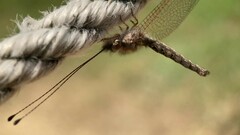 Ululodes macleayanus