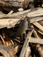 Speziorchestia grillus