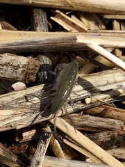 Speziorchestia grillus