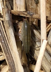 Speziorchestia grillus