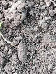 Trachelipus rathkii