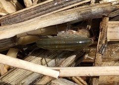 Speziorchestia grillus