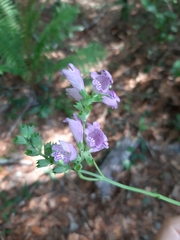 Physostegia purpurea