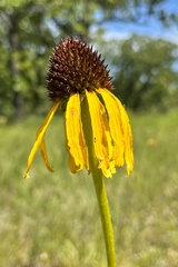 Echinacea paradoxa
