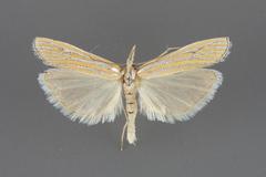 Eufernaldia cadarellus