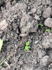 Trachelipus rathkii