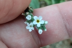 Heliotropium dolosum