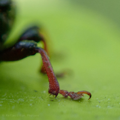 Strigapoderus javanicus
