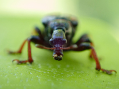 Strigapoderus javanicus