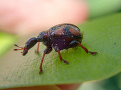 Strigapoderus javanicus